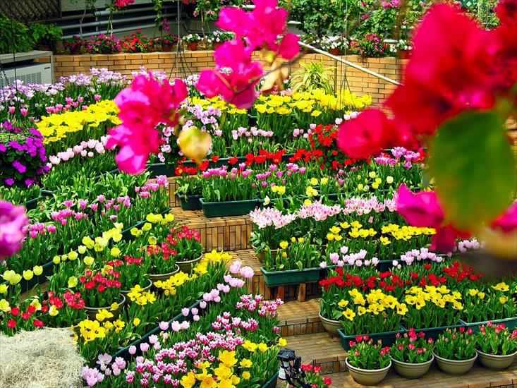 A - 5Bwallcoo_com5D_Flowers_in_Greenhouse221_2.jpg