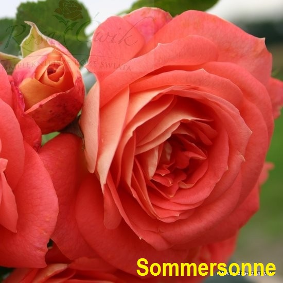 zamówienia 2018 - Róża Sommersonne.jpg