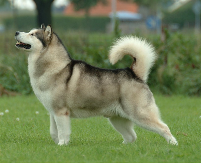 alaskan malamut - Alaskan_Malamute.jpg