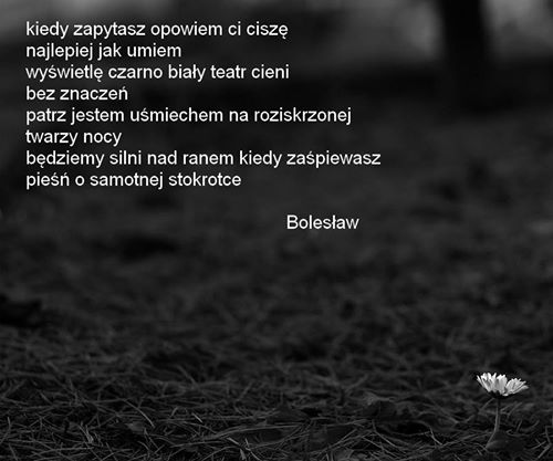 Bolesław - knipser - Stokrotka.jpg