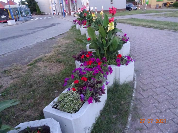 Kwiaty w Pszowie - DSC06513.JPG