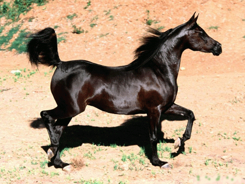 Gify-konie - zwierzeta kon czarny2751739.gif